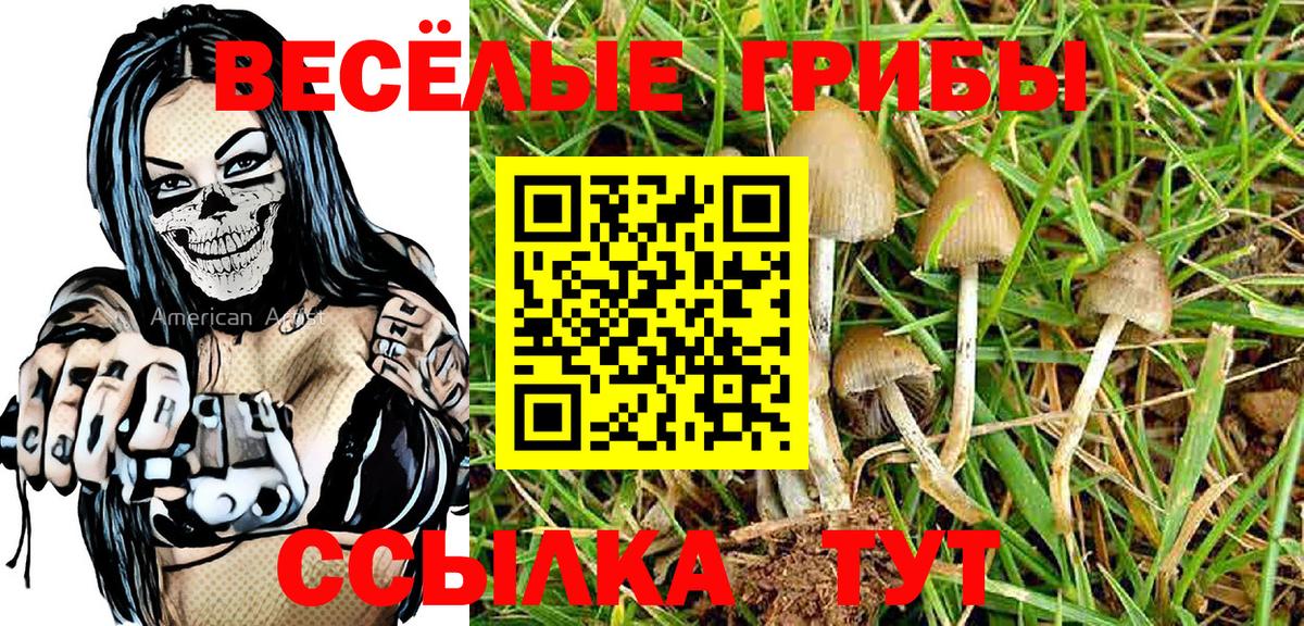 Псилоцибиновые грибы Psilocybe Североморск